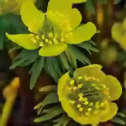 Cilicica